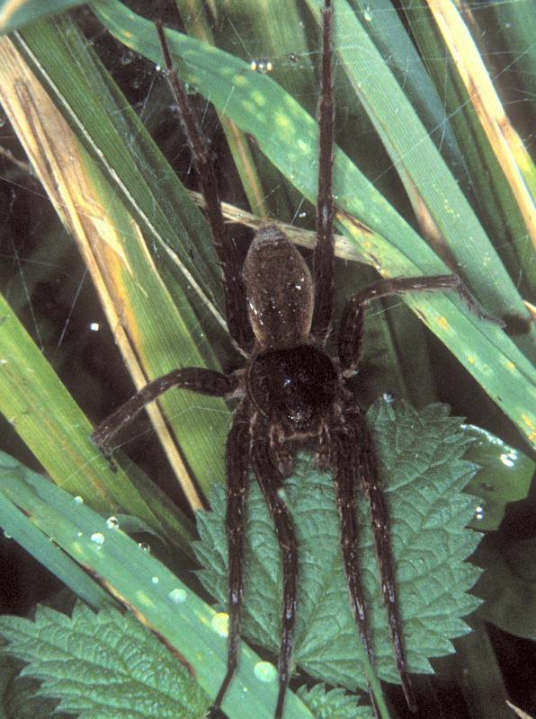 Dolomedes_plantarius_P1070_O_82_Les Gris_Frankrijk.jpg